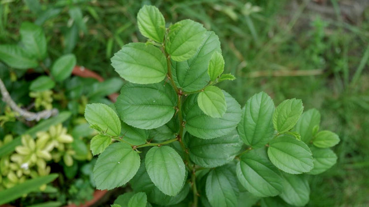 Basil